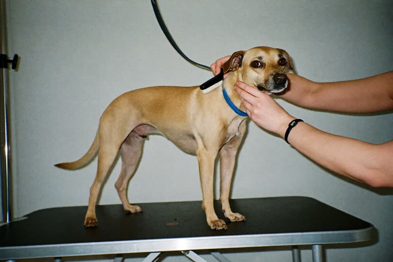 A dog standing on a grooming table being brushed