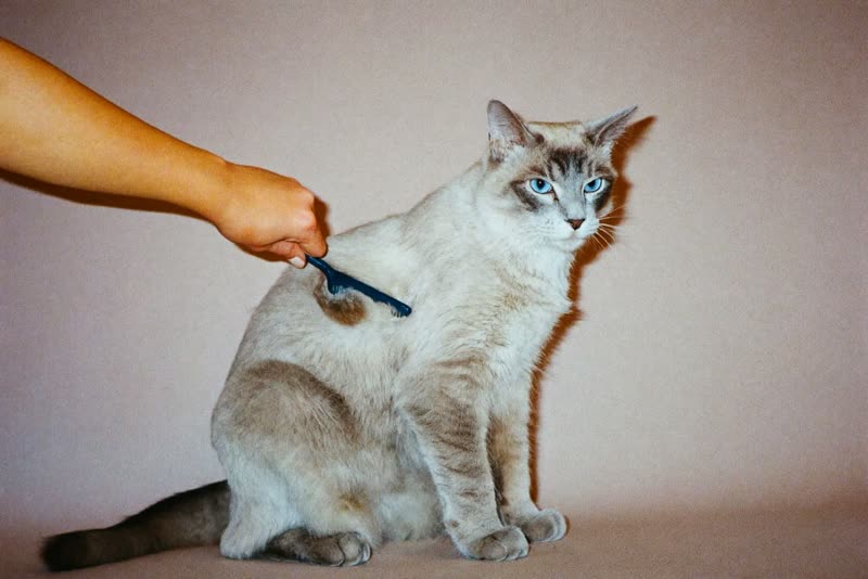 A long-haired cat being gently combed