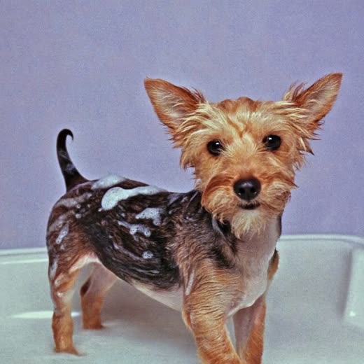 A small dog being washed in a grooming bath