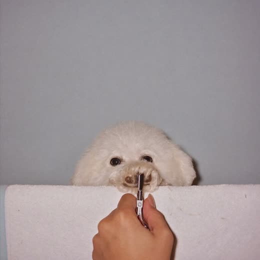 A dog's paw having its nails clipped