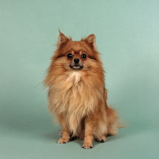 A freshly dried and fluffed small dog