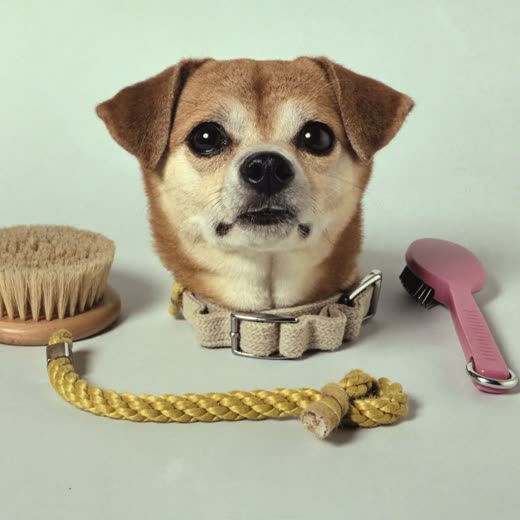 Pet collar, toy and brush arranged together